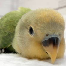 最新画像！オレンジのお顔が素敵だねっ🌻　コザクラインコ(オレンジフェイスオパーリン)