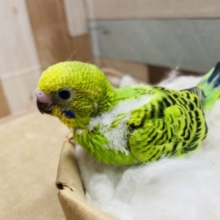 セキセイと言えばの人気カラー！セキセイインコのオパーリン！