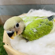 頭が赤くなるのが楽しみなコ♪コザクラインコのオパーリン！