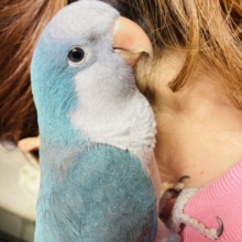 ニギコロもお話も出来るよ♩かわいいオキナちゃんです🐧💙