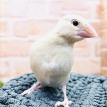 ちっちゃ〜いシナモン文鳥入舎　Ｒ５　２／１６撮影