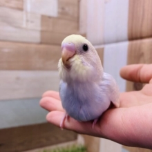 最新画像有り！淡い色合いのひなひなっコ！セキセイインコのパステルレインボー！