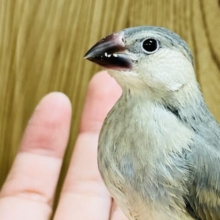 活発！食いしん坊！！桜文鳥 ヒナ