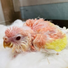 明るめピンクとイエローの鮮やかヒナさん☆アキクサインコのルビノー！