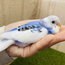 最新画像になりますよ❗️ほんのりブルーが可愛い💠模様少なめさん！　セキセイインコ　パイド