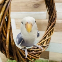 最新画像・動画有り☆濃いめブルーに白が入る可愛いコ！コザクラインコのバイオレットパイド！