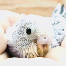 濃い〜カラーです　セキセイインコ　Ｒ５　２／１６