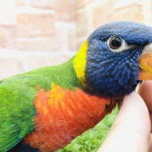 可愛いローリーのヒナです　ホンゴシキセイガイインコ　Ｒ５　２／１撮影