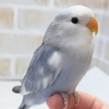 最新画像あり！　バイオレットカラーに夢中～💙　コザクラインコ(バイオレットパイド)