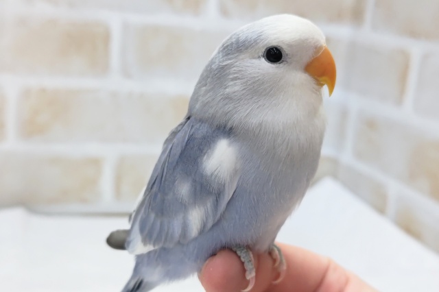 最新画像あり！　バイオレットカラーに夢中～💙　コザクラインコ(バイオレットパイド)