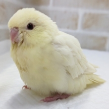 カスタードクリームみたい～✨　サザナミインコ(クリーム)