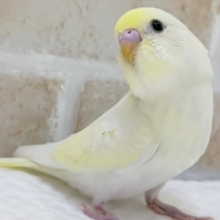 甘～い色合いが魅力的🥞　セキセイインコ(クリーム)