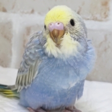 青系レインボー🌈　セキセイインコ(レインボー)