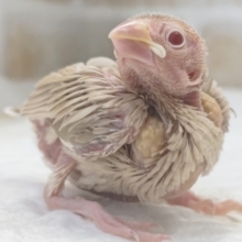 人気のシナモンさん～🐣　シナモン文鳥