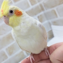 人気の白いオカメさん～🤍　オカメインコ(ルチノー)