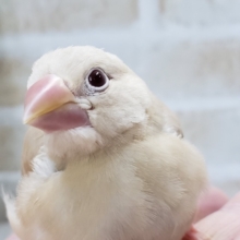 やっぱり綺麗だね。シナモン文鳥入荷です