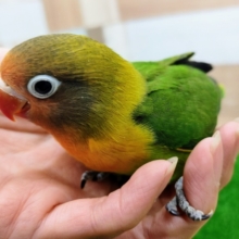 最新画像更新❤久々の入荷❤キエリボタンインコのヒナ〜❤