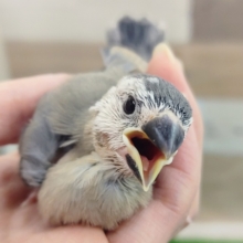 柄が個性的❤桜文鳥のヒナ入荷しました〜❤