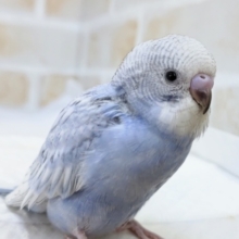 淡～いブルーと白いお顔🐥　セキセイインコ(ブルースパングル)