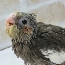 最新画像！成長楽しみ～オカメさん💗　オカメインコ(ノーマル)