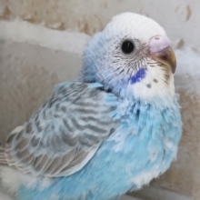 特徴的なグレー模様🐤　セキセイインコ(オパーリングレーウイング)