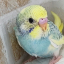 黄色いお顔とキレイなグリーン🌈　セキセイインコ(レインボースパングルパイド)