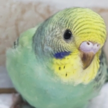 エメラルドの様な色合い～💚　セキセイインコ(レインボー)