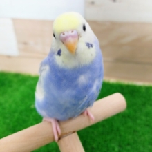 最新画像更新❤ほんわか綺麗♡セキセイインコ☆イエローフェイスパステルパイド