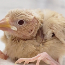 溢れるゴージャス感～🌹　シナモン文鳥