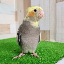 最新画像更新❤ほやほや♡オカメインコパイドの雛入舎ですー！！