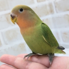 最新画像あり！　ノーマルカラーじゃないよぉ～🌸　コザクラインコ(オパーリン)