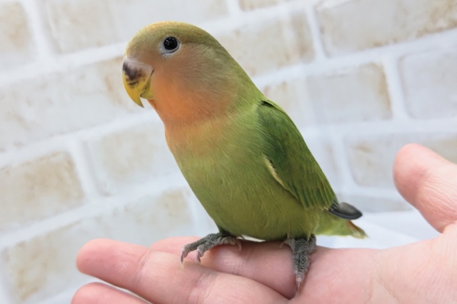最新画像あり! ノーマルカラーじゃないよぉ~🌸 コザクラインコ(オパーリン) 最新画像あり! ノーマルカラーじゃないよぉ~🌸 コザクラインコ(オパーリン)