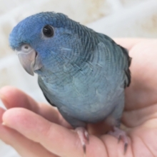 最新画像あり！　ブルーの色合いにご注目～💙　サザナミインコ(コバルト)