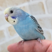 最新画像あり！　黒い模様が特徴的～💙　セキセイインコ(レインボー)