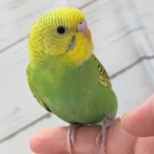 最新画像あり！　うろこ模様みたい～🍀　セキセイインコ(スパングル)