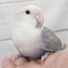 肩の上が落ち着くんです～🥰　コザクラインコ(ブルーバイオレットシナモンオパーリン)