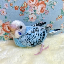 セキセイインコ  ブルーオパーリン  💙🫧‪  2/3
