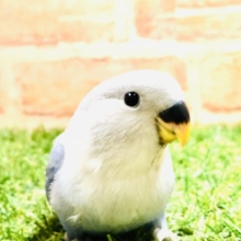ダークなカラーです　コザクラインコ　Ｒ５　２／１６撮影