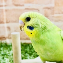 定番！　オパーリン　セキセイインコ　Ｒ５　２／１６撮影