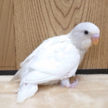 来ましたっ！　かなりの美鳥さん！！　セキセイインコ　ウィング系～～