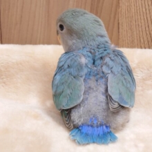 かなりのポ～っとさん♫　コザクラインコ　ブルーチェリー　☆