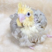 見ているだけでコチラも笑顔に。。オカメインコ　シナモンパイド～～