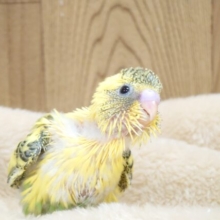 好奇心があるってお顔、こんな感じなんだね☆　セキセイインコ　ハルクイン～～
