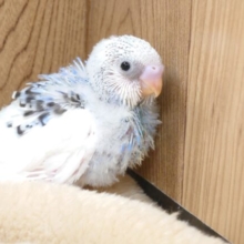 確認は大事っ　慎重派？？かな～～　セキセイインコ　パイド☆