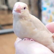最新画像になります☆　淡いカラーが癒されます♪シナモン文鳥 ヒナ
