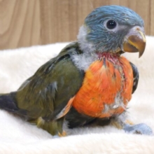 動きが鳥の域、こえてます～～♪　ゴシキセイガイインコ　オリーブ