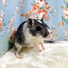 カラージャービル  白黒🤍🖤🐭🌼  2/21