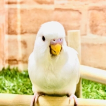 真っ白ちゃん　セキセイインコ　Ｒ５　２／１６撮影