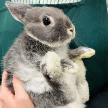 【最新画像更新🪄】もふもふふわふわ♡ミニウサギ(ブルーマーチン)