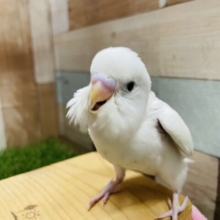 最新画像有り☆真っ白な身体に黒目！上品なカラーのセキセイインコダブルファクター♪
